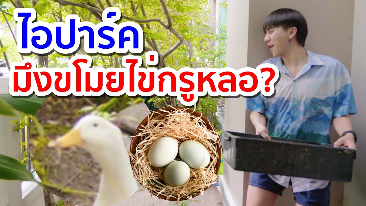 แอบขโมยไข่เป็ดของพี่เป๊ก โดนไก่รุมจิกไม่หยุด [ Parkmalody ]