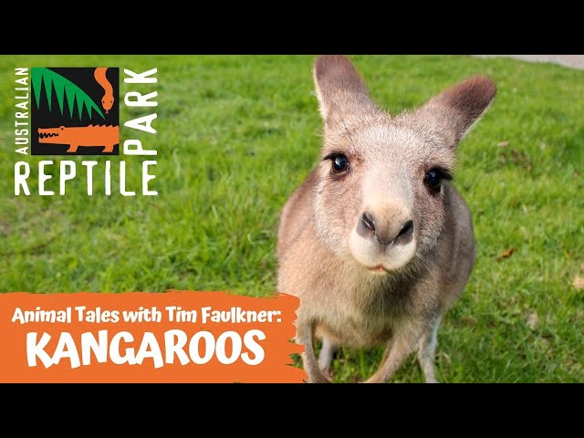 ANIMAL TALES WITH TIM FAULKNER | EPISODE SEVEN | KANGAROOS