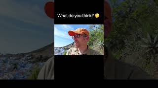 Name this Moroccan Plant 🌱