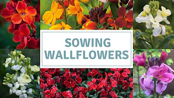 How To Sow Wallflower Seeds / Erysimum Seeds