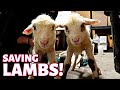 When a lambing goes wrong.  (DAY 7):   Vlog 269
