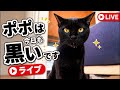 今日こそポポがチュール上手に食べるライブでっせ🦍