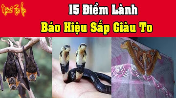 15 Điềm Lành Báo Hiệu Sắp Giàu Có Phát Tài Vận May Cực Lớn Tìm Đến Mua Ngay Vé Số Kẻo Tiếc Đứt Ruột