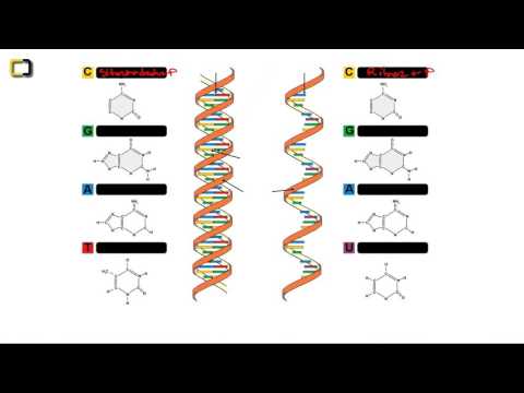 YGS Biyoloji- DNA ve RNA Karşılaştırması