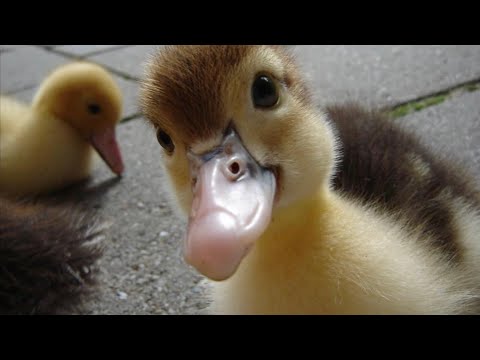 Video: Pekin Ördekler Hakkında Bilmeniz Gerekenler