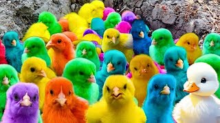 Tangkap Ayam Lucu, Ayam Warna Warni, Ayam rainbow, Ayam Pelangi, Bebek, kucing, Kelinci, #541