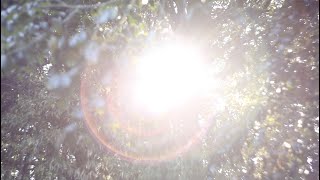Video thumbnail of "Light of dance / baobab + haruka nakamura MV by 川内倫子"