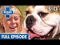 🐢 Turtle Is Lost | FULL EPISODE | S01E03 | Bondi Vet