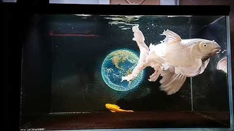 Cá chép phi tần cổ điển siêu nét, vây vi thướt tha - Beautiful Taiwan butterfly carp #cachepsutu