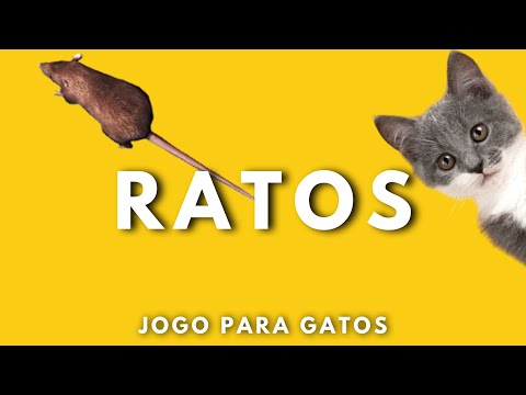 Jogos para gatos - RATOS🐀