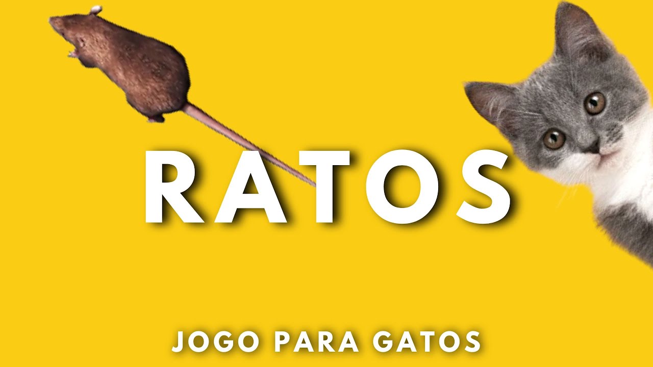 JOGOS PARA GATOS: ratos na tela 