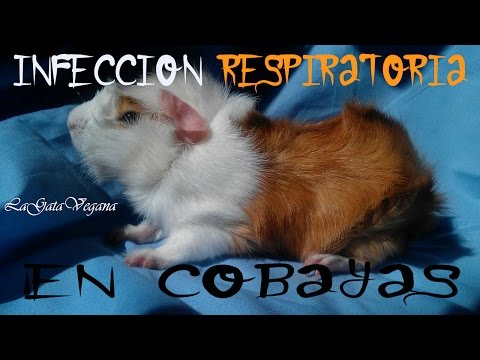 Video: Infección Por Neumonía En Cobayas