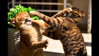New Funniest 😂 Cats Fighting !!🔥 (2024)
