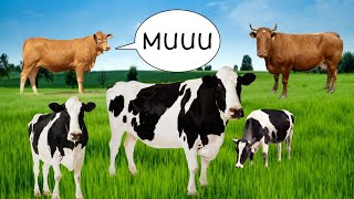 Som Da Vaca Mugindo Boi Berrando Cow Lowing Sound