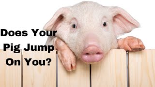 The REAL Reason Your Pig Jumps On You by Autumn Acres Mini Pet Pigs 461 views 10 months ago 5 minutes, 13 seconds