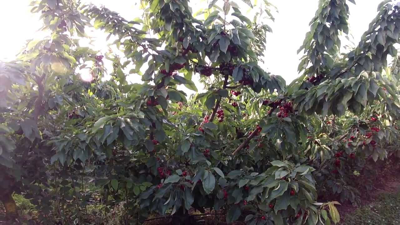 Cherry Isle Tasmania