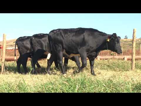 LOTE 45   4089BQ  0949BM  1263BM   FAZENDA DIAMANTE   DIA 22 DE MAIO   14HS   REMATEWEB PLUS