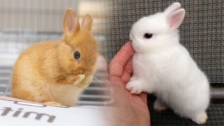 Funny and Cute Baby Bunny Rabbit Videos Compilation by PetsAndAnimals 7,958 views 1 year ago 8 minutes, 40 seconds