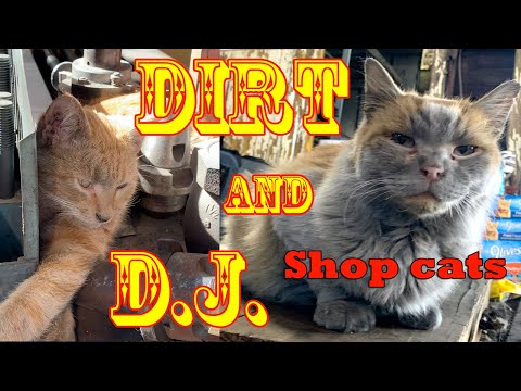 Dirt And D J Shop Cats On The Nevada Northern Railroad Youtube