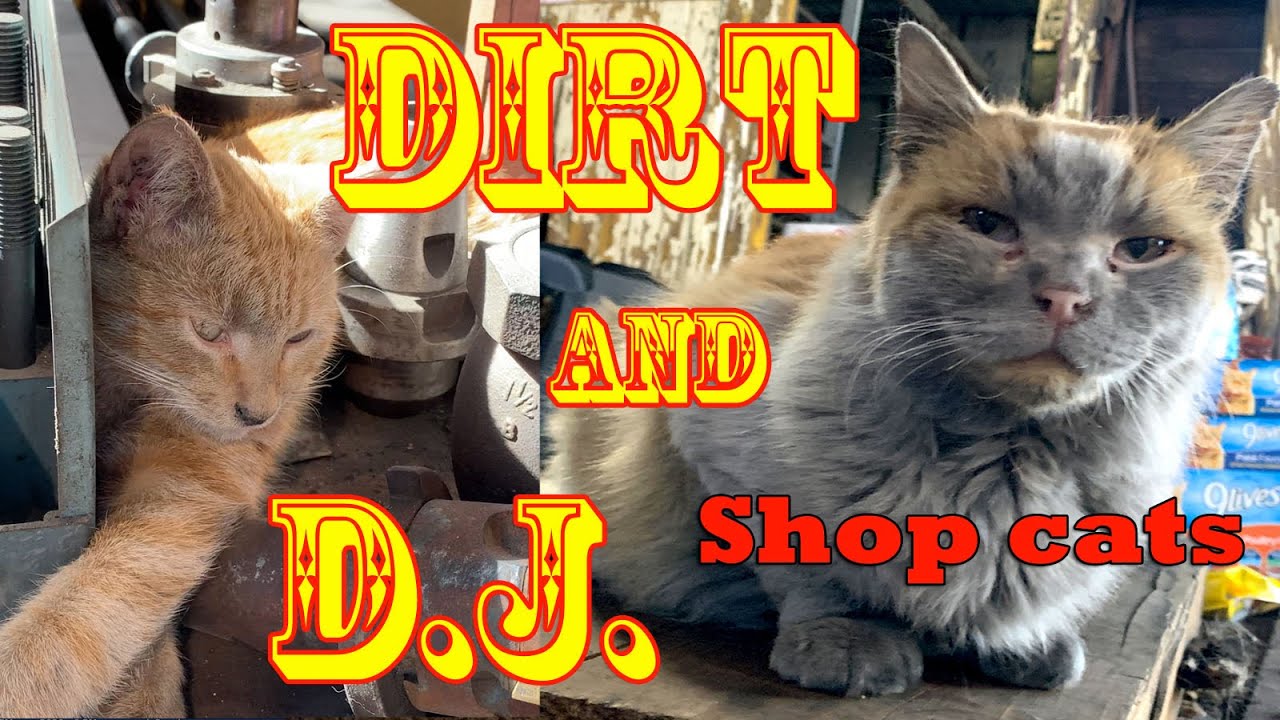 Dirt And D J Shop Cats On The Nevada Northern Railroad Youtube