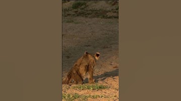 Junior - The Paralysed Lion Cub | A Heartbreaking Story