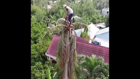 Amazing Coconut Tree cutting skills short video in sri lanka