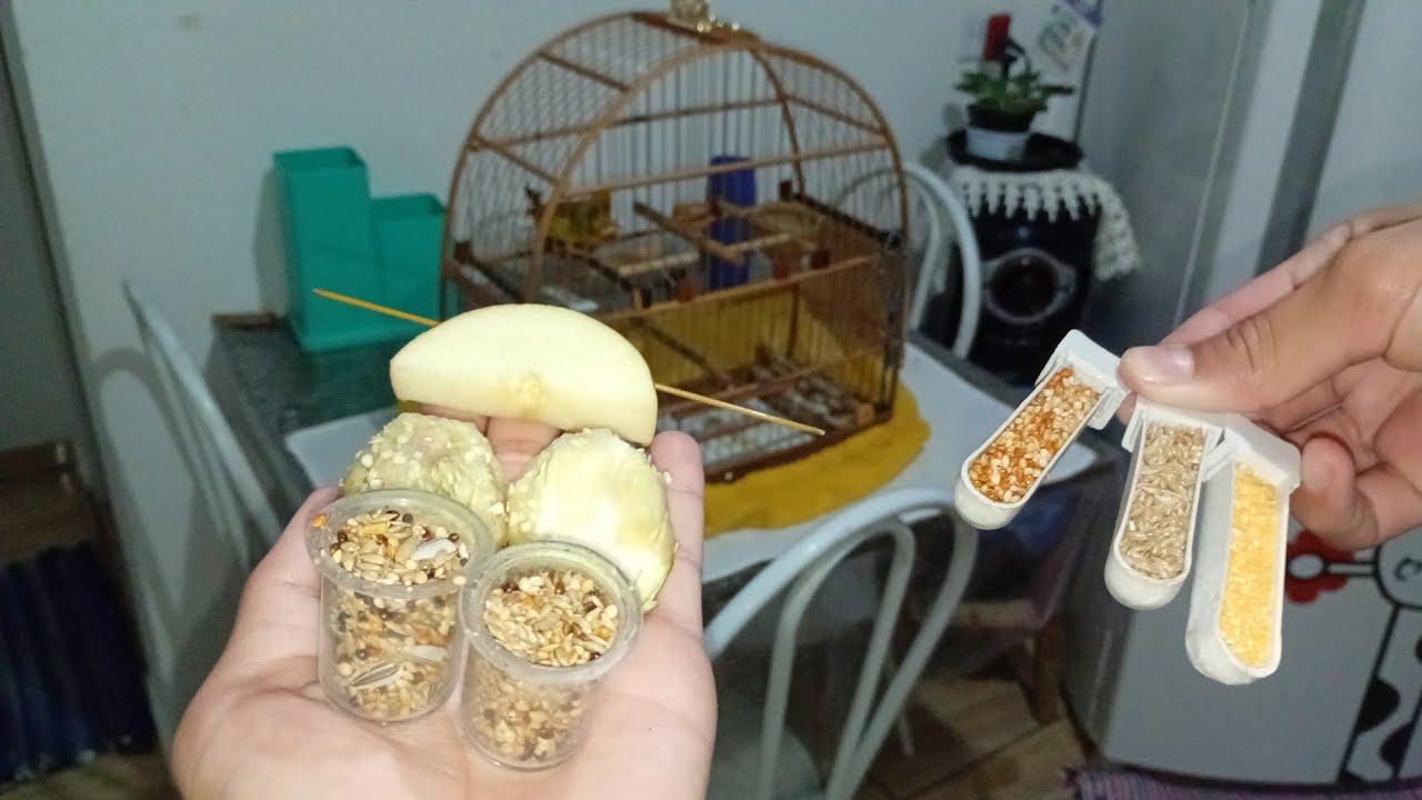 Mais um dia de trato no nosso canário da terra tesouro do pai vamos que vamos