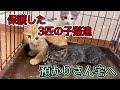 保護した10週齢の3匹の子猫達を預かりさん宅に移動させます！【3 kittens moving】