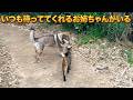 「猫の山散歩」スローペースの猫に付き合う 犬と飼い主