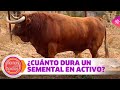 ¿Cuánto dura un toro semental en activo?