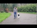 Prince | 6 month old Akita | Dog Training in London Prince | 6 month old Akita | Dog Training in London