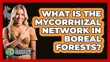 What Is The Mycorrhizal Network In Boreal Forests? - Ecosystem Essentials