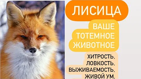 ЛИСИЦА- ваше тотемное животное# хитрость, приспосабливаемому, выносливость, быстрое мышление.