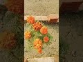 beautiful flowers ❤️❤️❤️ #short #video