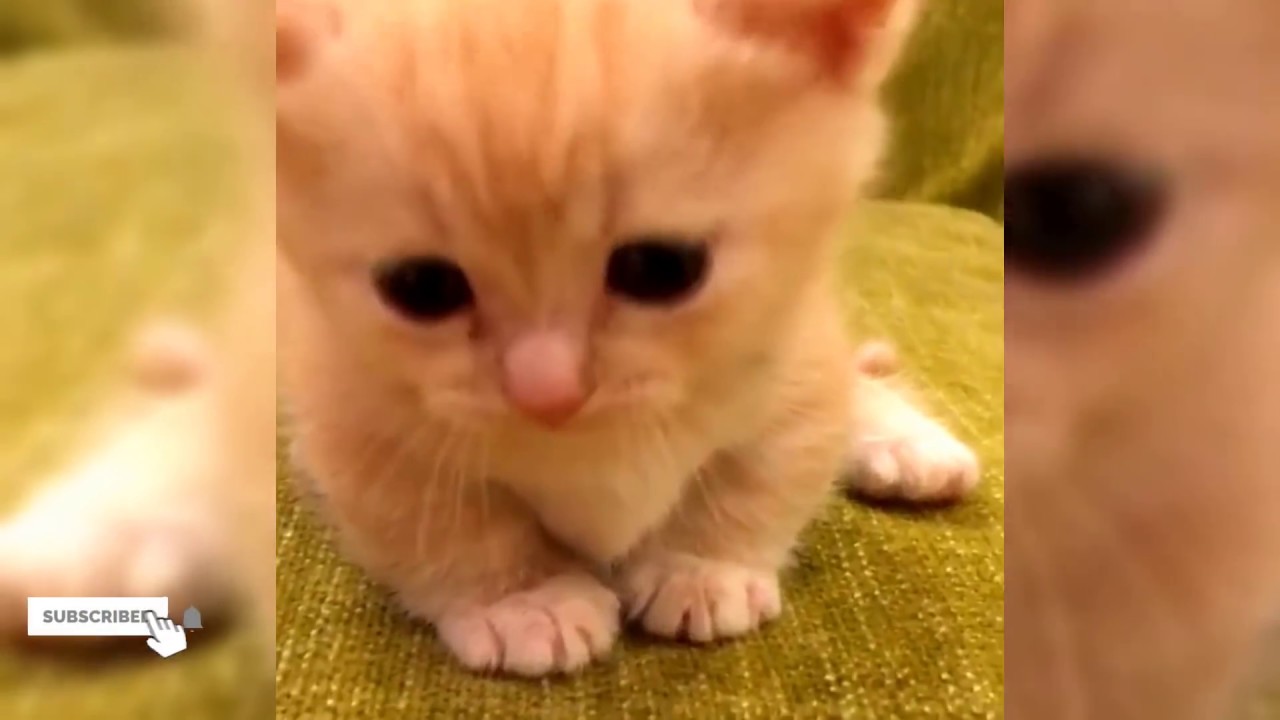 cute cat#sweet cat#amazingly beautiful kitten#shortsvedio 