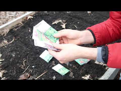 Video: Early Spring And Sub-winter Sowing Of Carrots