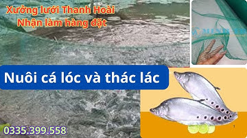 Cung cấp lưới Thái Lan nuôi cá ốc tôm ếch lươn....Mô hình nuôi cá lóc và thác lác cờm