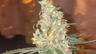 Crazy seeded buds huge success 2 weeks to harvestπ₯³ππ₯³ππ₯³