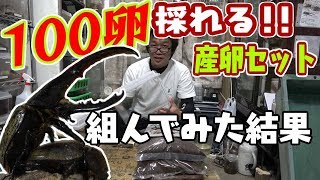 ヘラクレス‼　100個産む産卵セット作ってみた結果