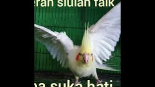 Masteran burung falk || siulan siapa suka hati untuk parkit australia||cockatiel