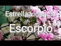 Escorpio ♏del 15 al 28 febrero ❤️ Si, es el momento adecuado para este nuevo reto🔑🌈❤