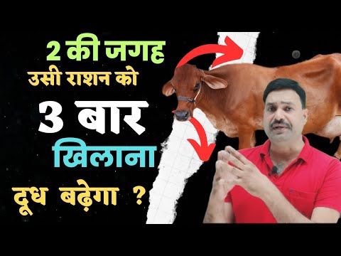 वीडियो: गाय को कितनी बार खिलाना चाहिए?