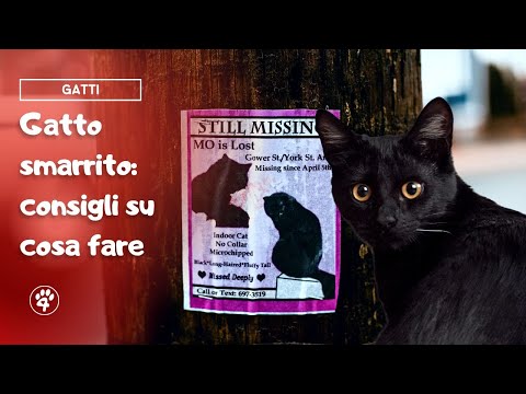 Video: Come trovare il tuo gatto scomparso