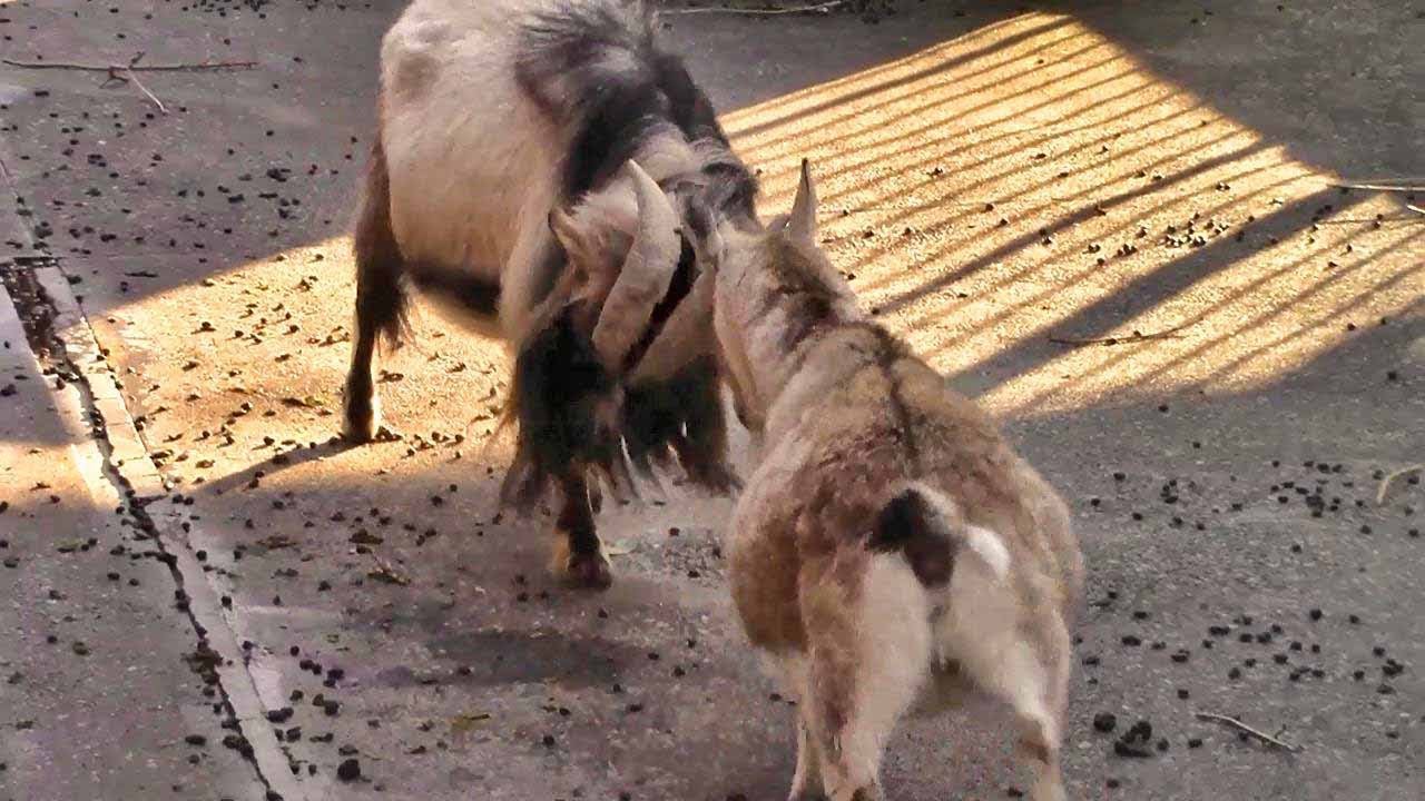 camera iphone 8 plus apk ヤギの力くらべ（多摩動物公園） Jostle Goat