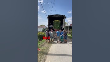 Hoa Cúc Giống Đại Đóa Pha Lê Ninh Giang Khánh Hòa A NHÀN - Khu A Xuất Thâm Niên Liên Tỉnh #short