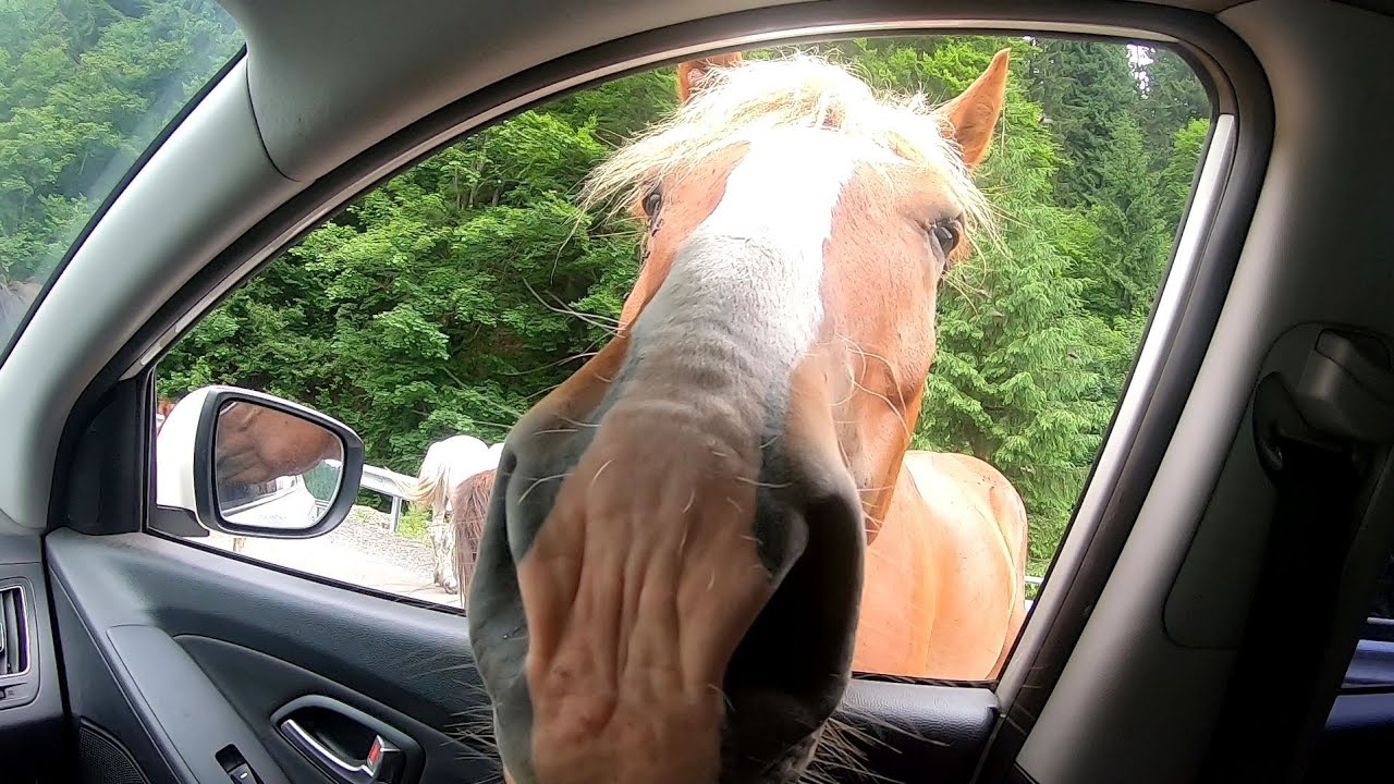 Будинки Культури в Майдані та Голятині  Катастрофа і УЖАС