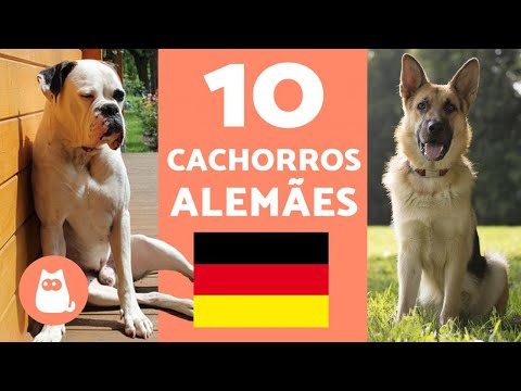 Vídeo: Grandes nomes de cães da Alemanha