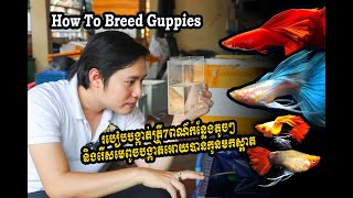 [Fish Garden] របៀបបង្កាត់ត្រី7ពណ៌ និងរើសមេពូចបង្កាត់អោយបានកូនមកស្អាតៗ How To Breed Guppies