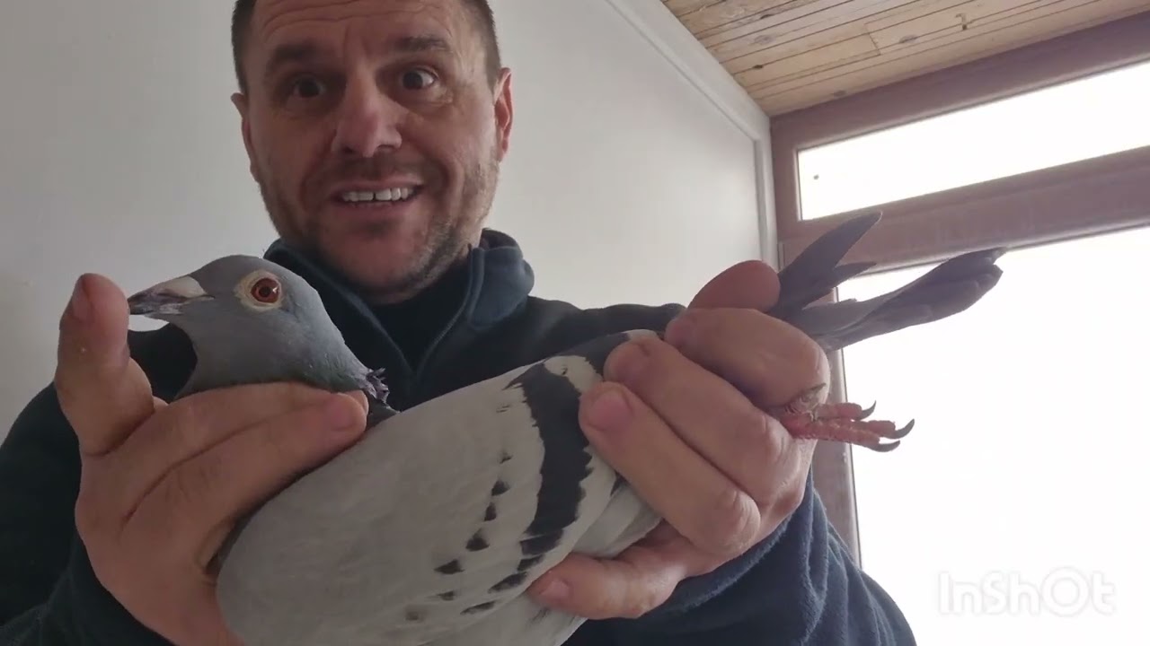 Фаворит соревнований IRON PIGEONS 2026 с дистанциями 2×1020 км и 1×950 км. Назовите курицу.