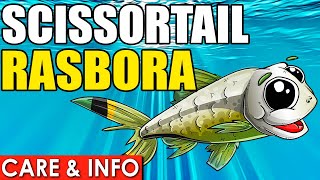Scissortail Rasbora | Scissortail Rasbora Care Guide | How To Care For Scissortail Fish